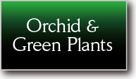 Orchid & Green Plants