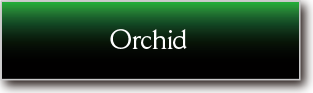 Orchid