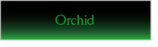 Orchid
