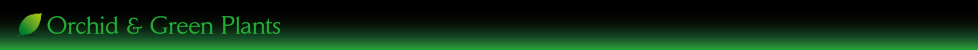 Orchid & Green Plants
